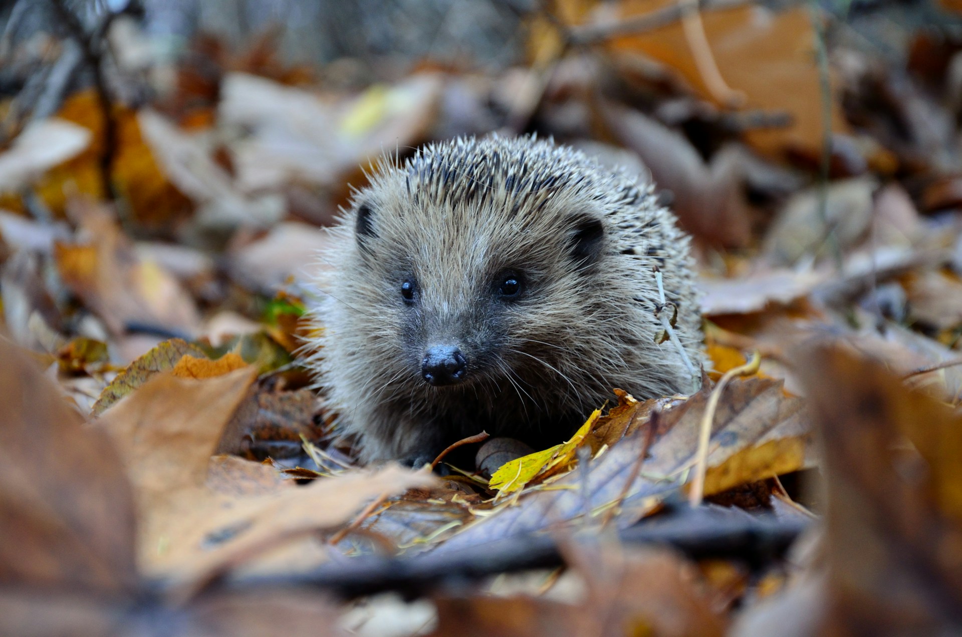 Hedgehog nestled in autumn leaves